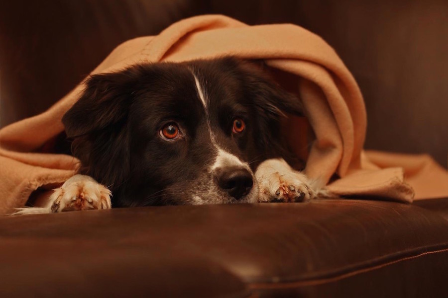 Wenn sich jeder von euch in deinem Bett sicher und wohl fühlt, dann sehe ich keinerlei Problem darin, nur weil einer ein Hund ist