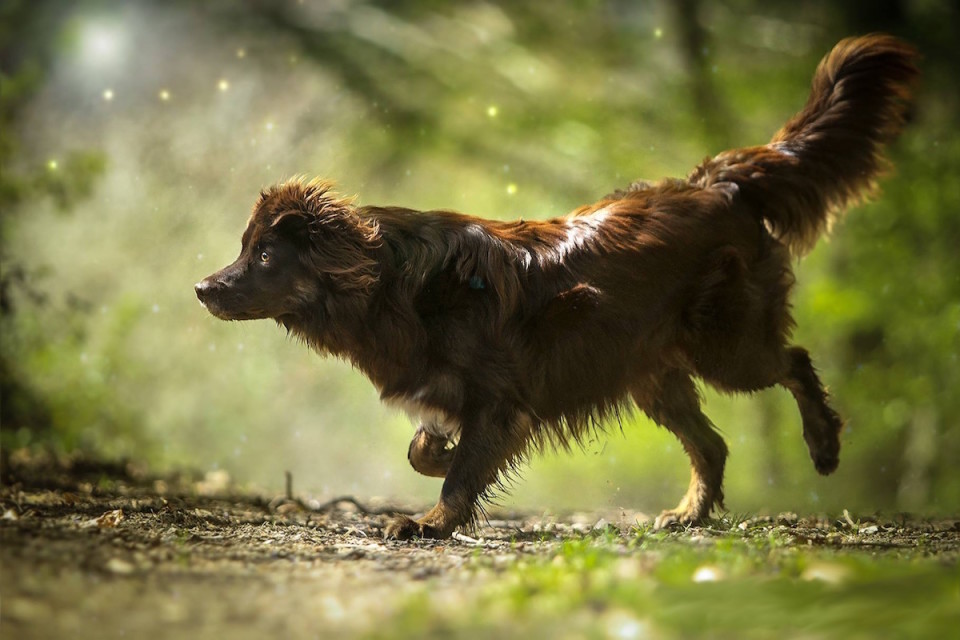 ein-junger-Hund-ohne-leine