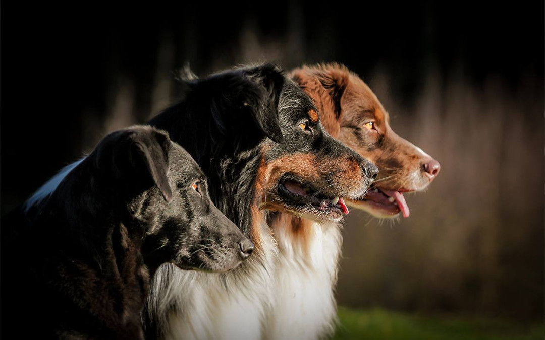 Gute Hundeschule in deiner Nähe