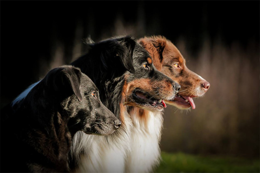 diese 3 Rueden sind konzentriert auf die Kommandos. Guten Hundeschule in deiner Nähe